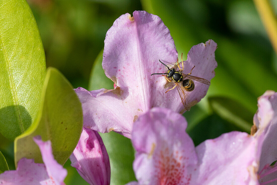 Rhododendron, purple