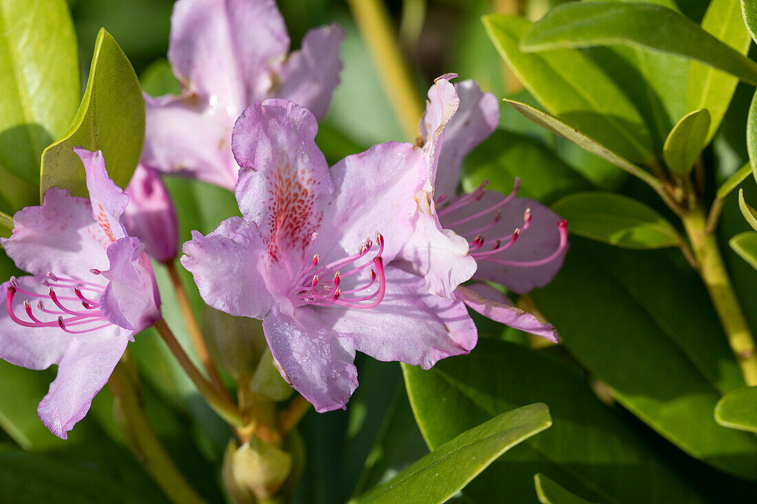 Rhododendron, lila