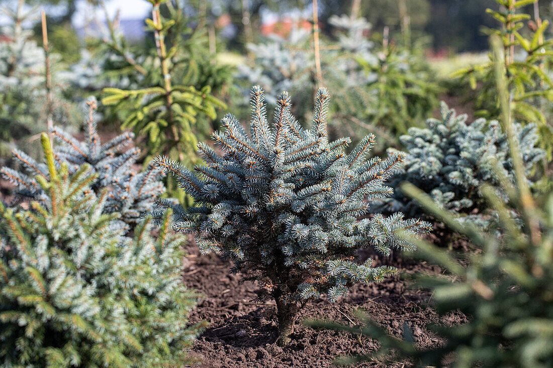 Picea pungens 'Glauca Globosa'