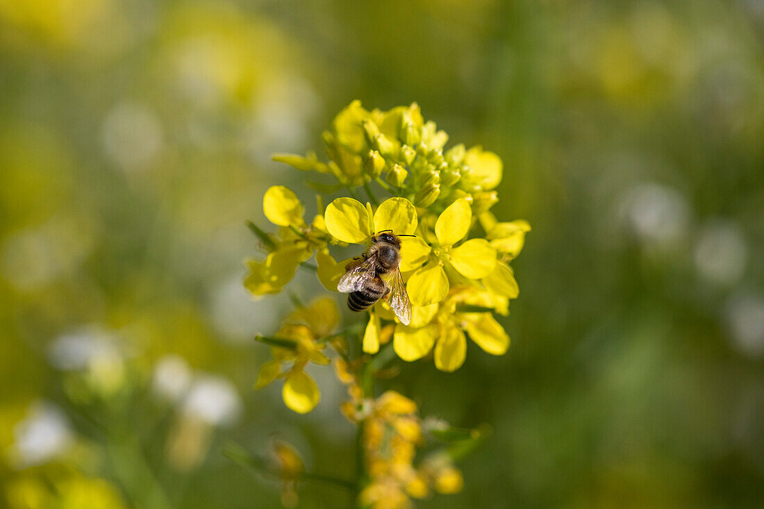 Bee on rape blossom