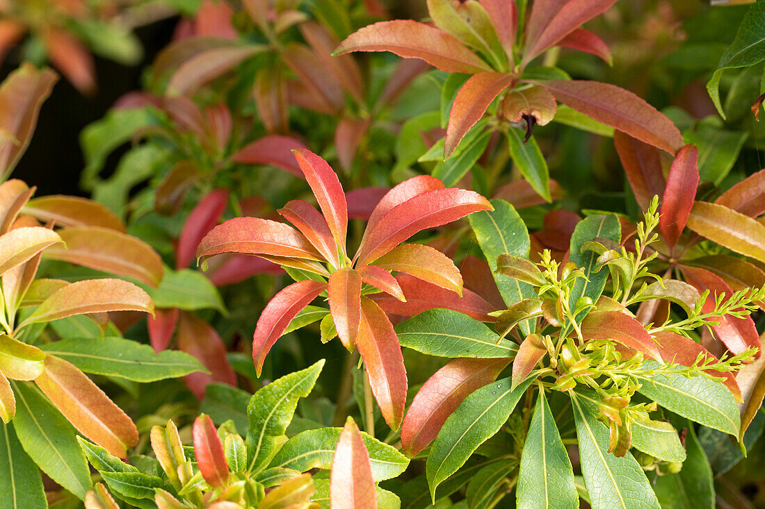 Pieris japonica 'Forest Flame'