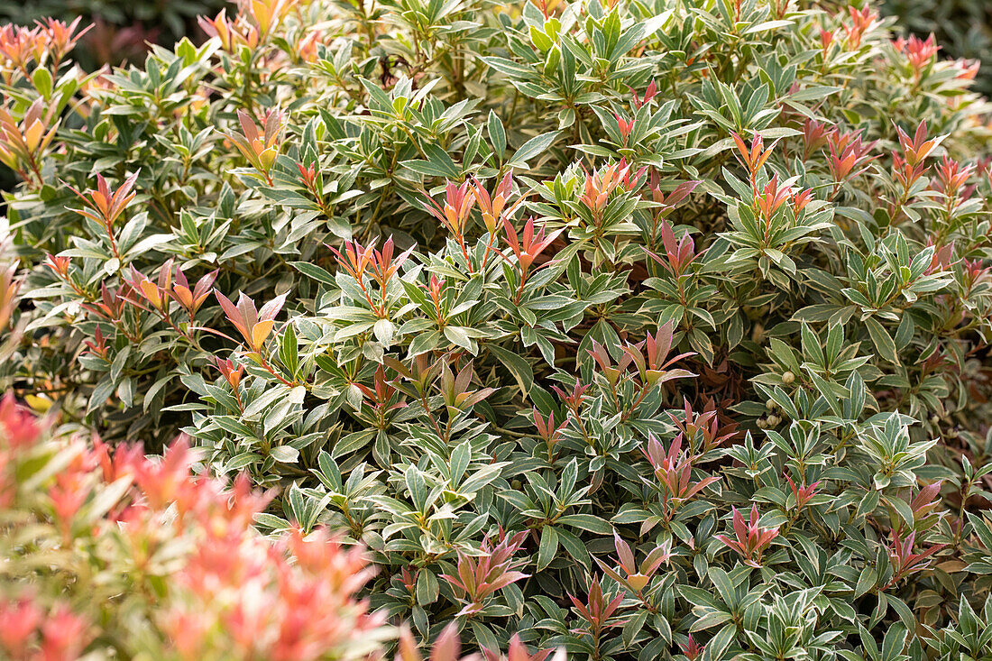 Pieris japonica 'Little Heath'