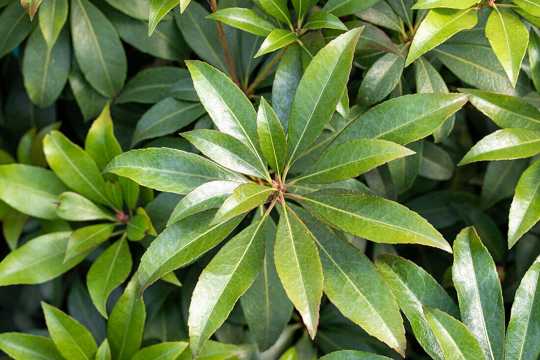 Pieris japonica 'Cupido'