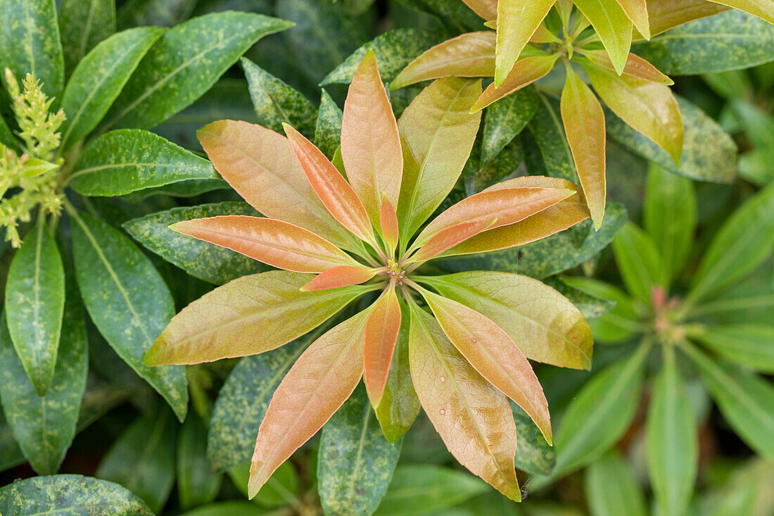 Pieris japonica