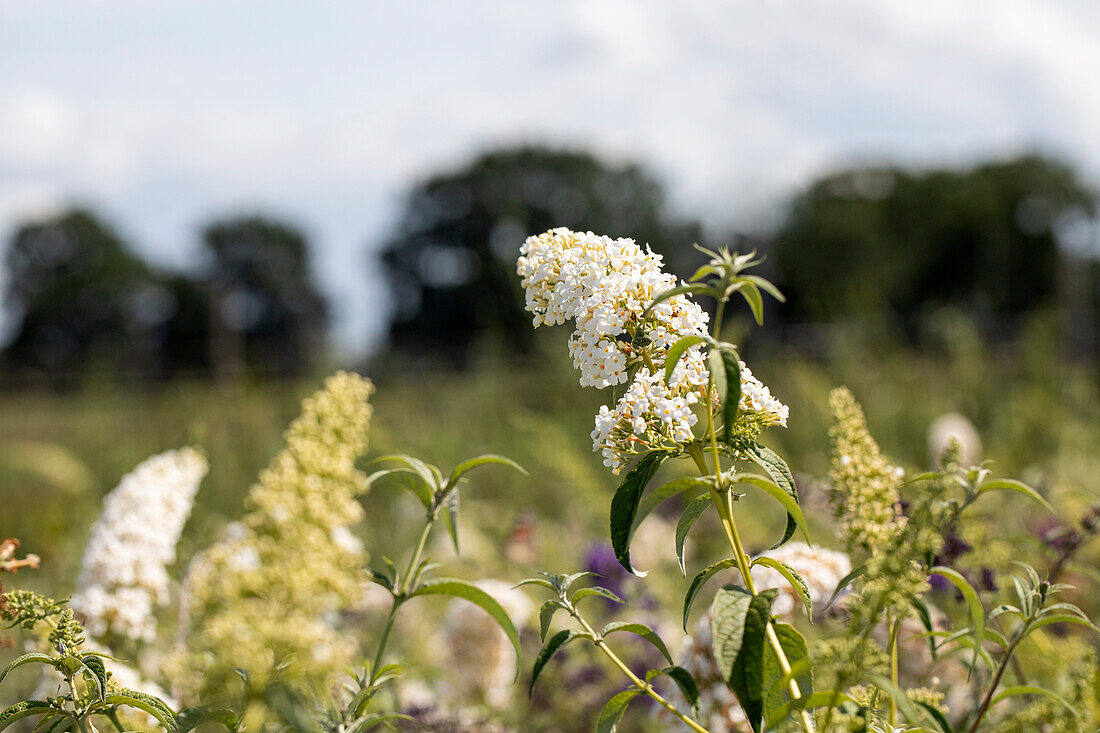 Buddleja davidii, white