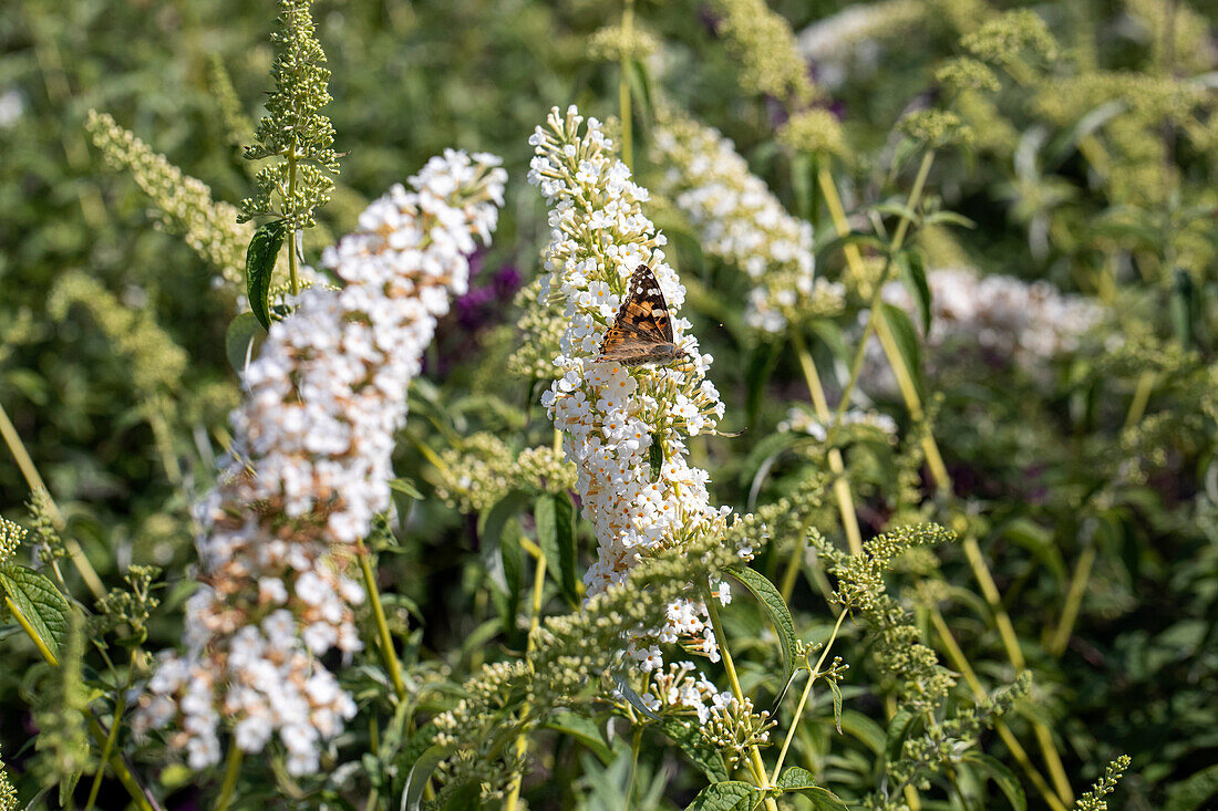 Buddleja davidii, white