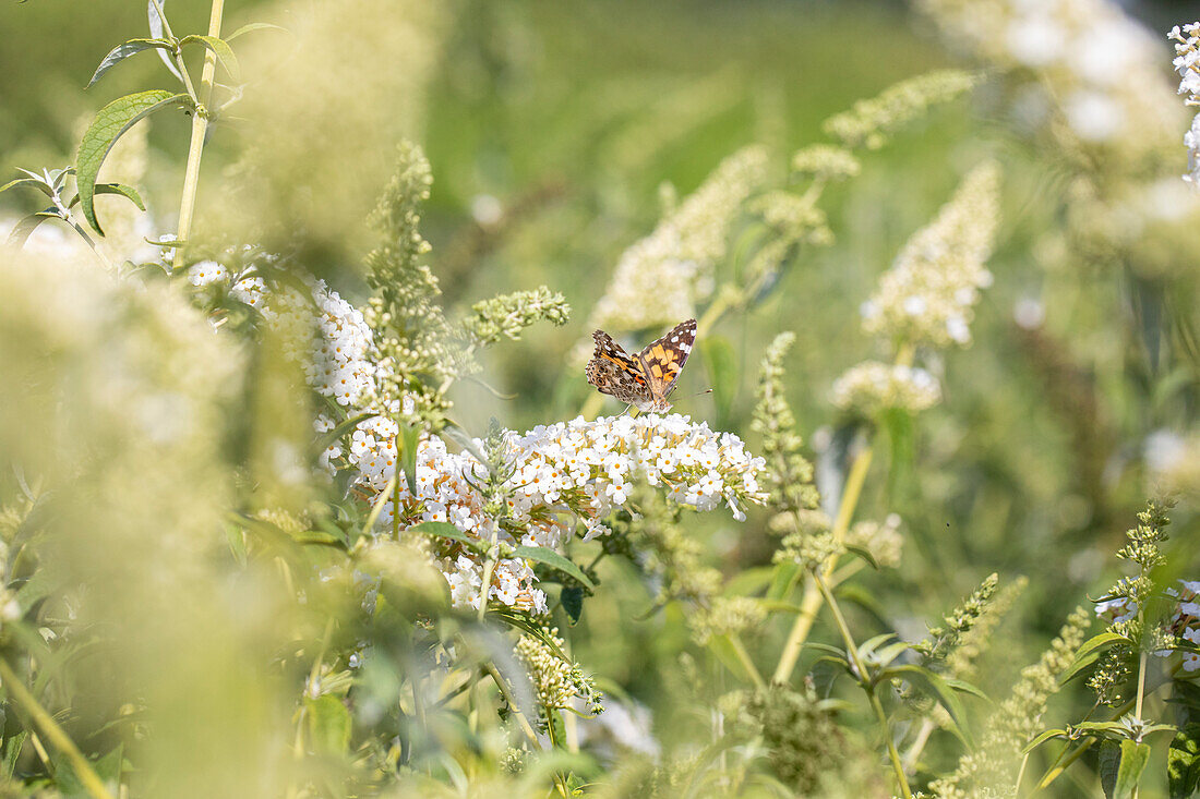 Buddleja davidii, weiß