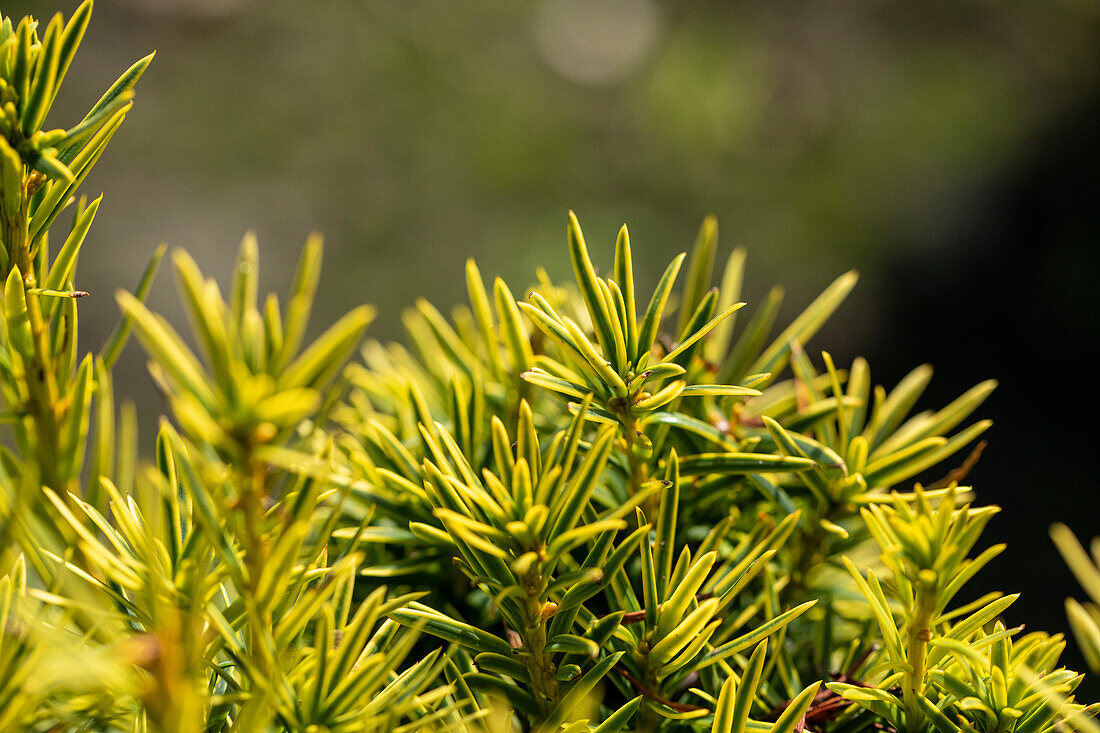 Taxus baccata 'Fastigiata Aureomarginata'