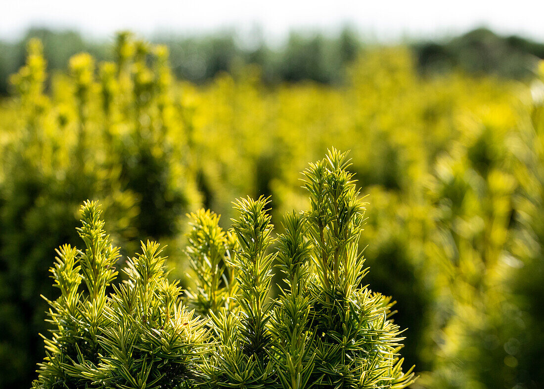 Taxus baccata 'Fastigiata Aureomarginata'