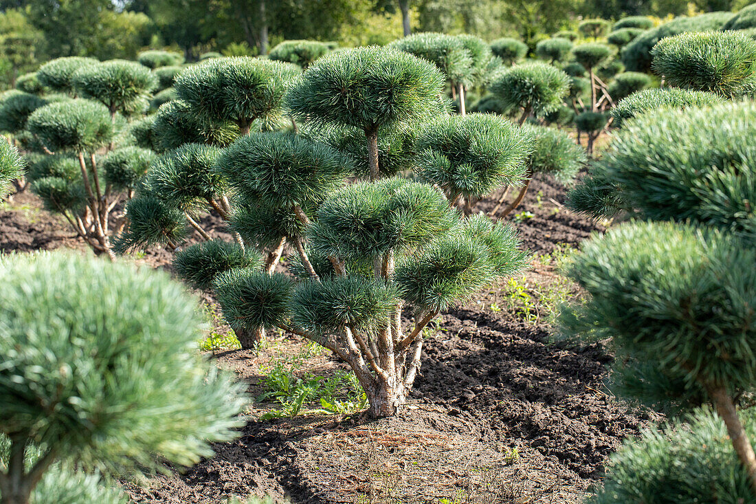 Pinus sylvestris 'Watereri', Pompon