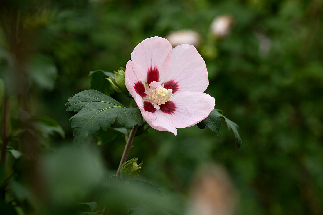 Hibiscus syriacus 'Hamabo'