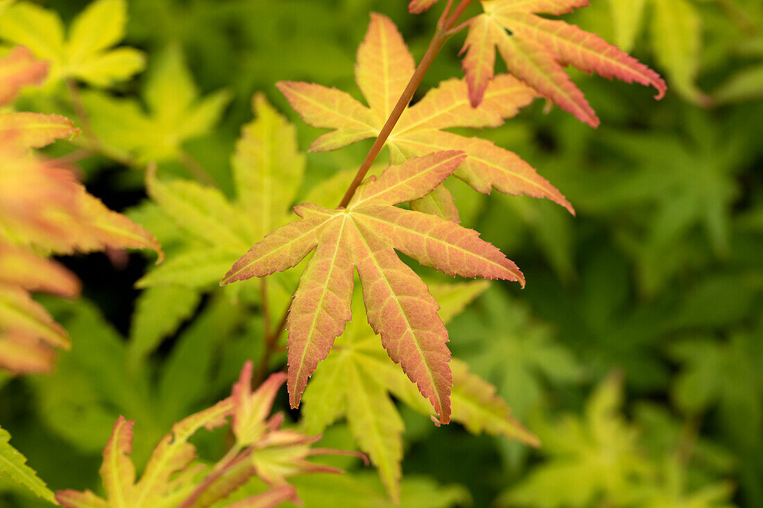 Acer palmatum 'Orange Dream'