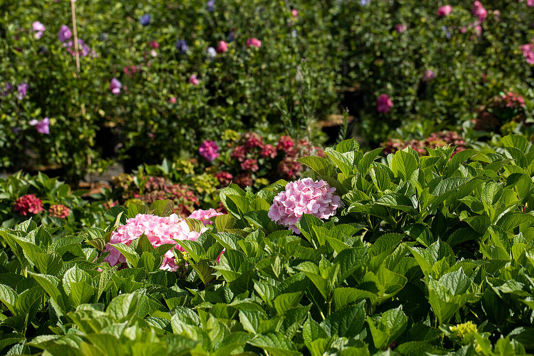 Hortensie