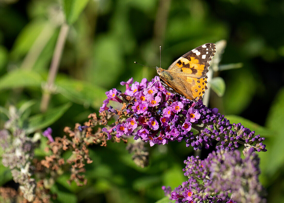 Buddleja davidii