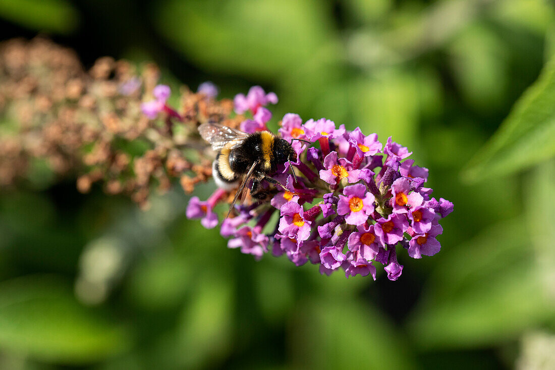 Buddleja davidii