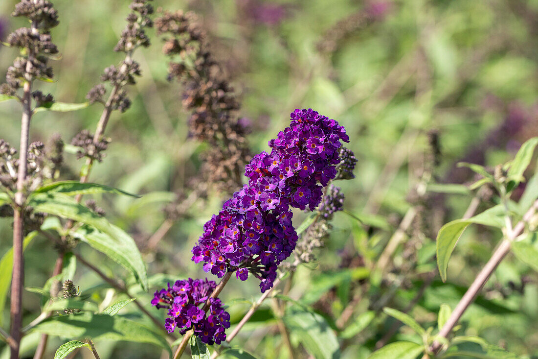 Buddleja davidii 'Black Knight'