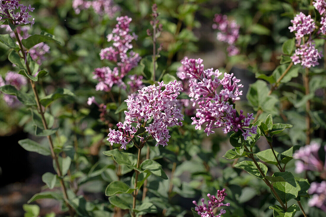 Syringa meyeri