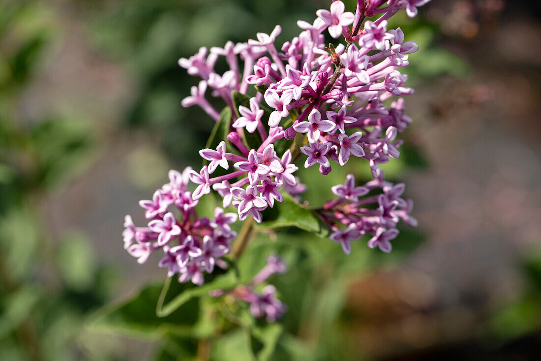 Syringa meyeri