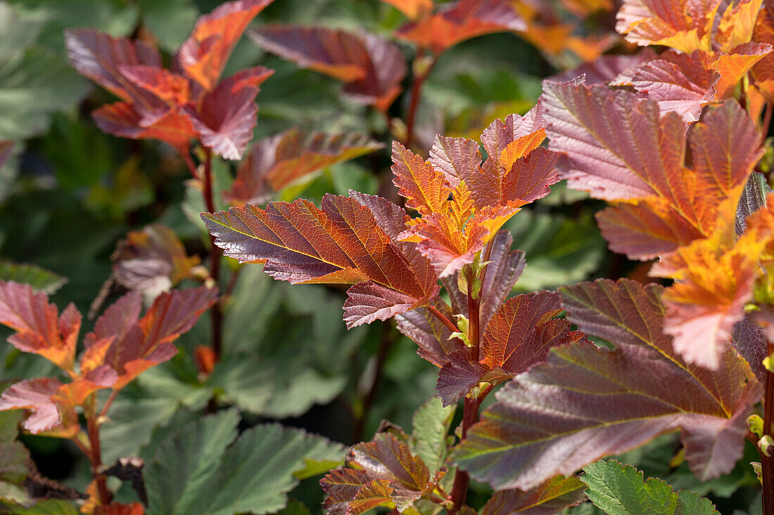 Physocarpus opulifolius 'Little Devil'®