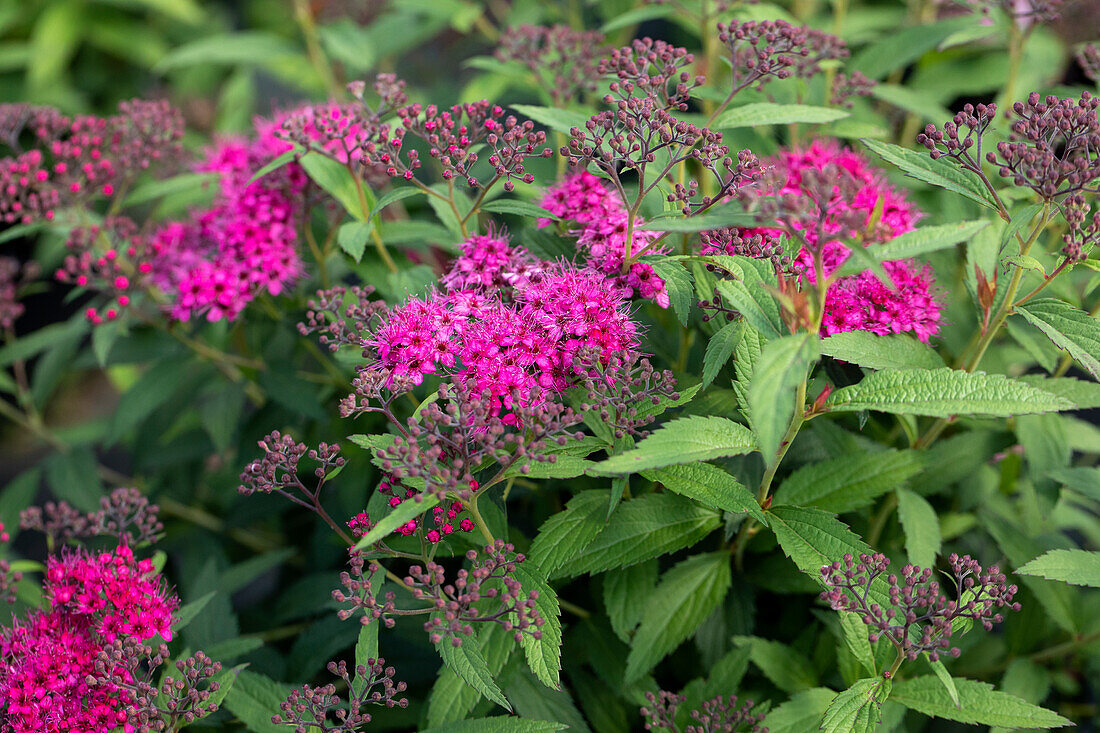 Spiraea japonica 'Anthony Waterer'