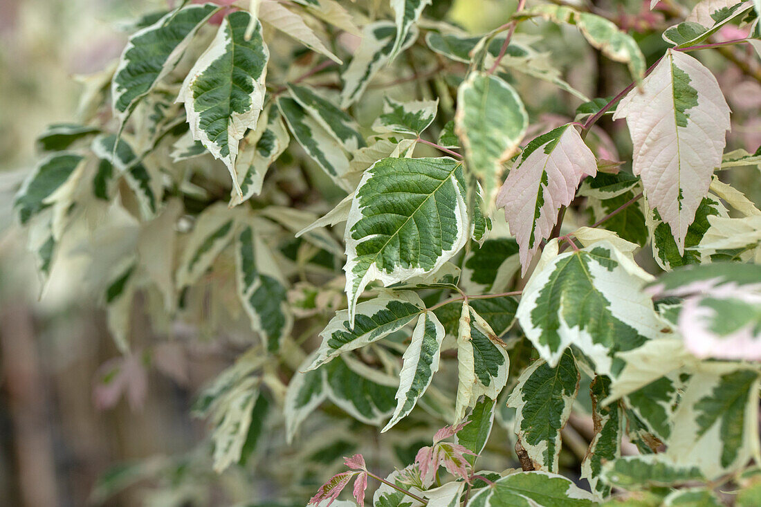 Acer negundo 'Flamingo'