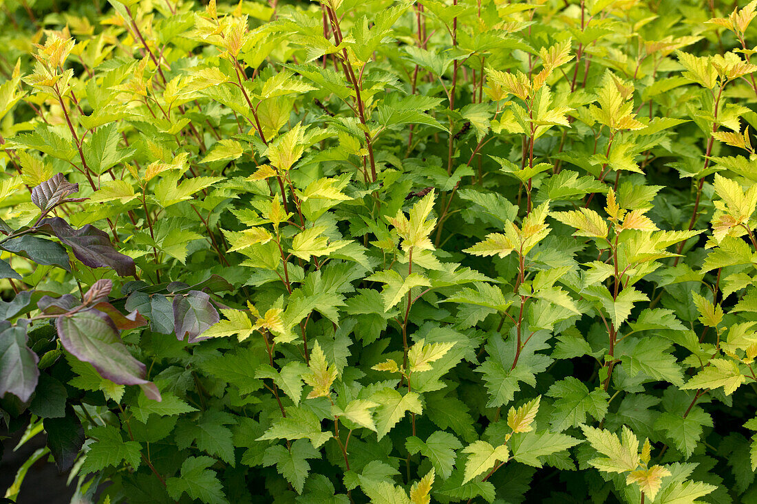 Physocarpus opulifolius 'Nugget'