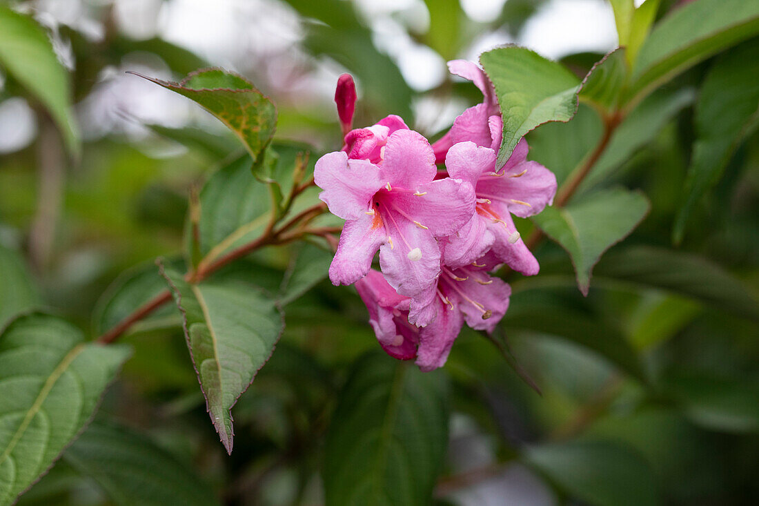 Weigela florida