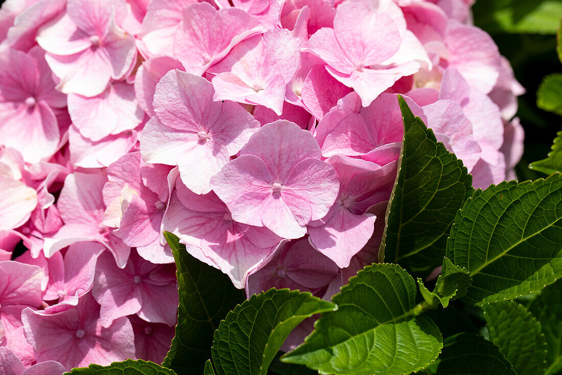 Hydrangea macrophylla, pink