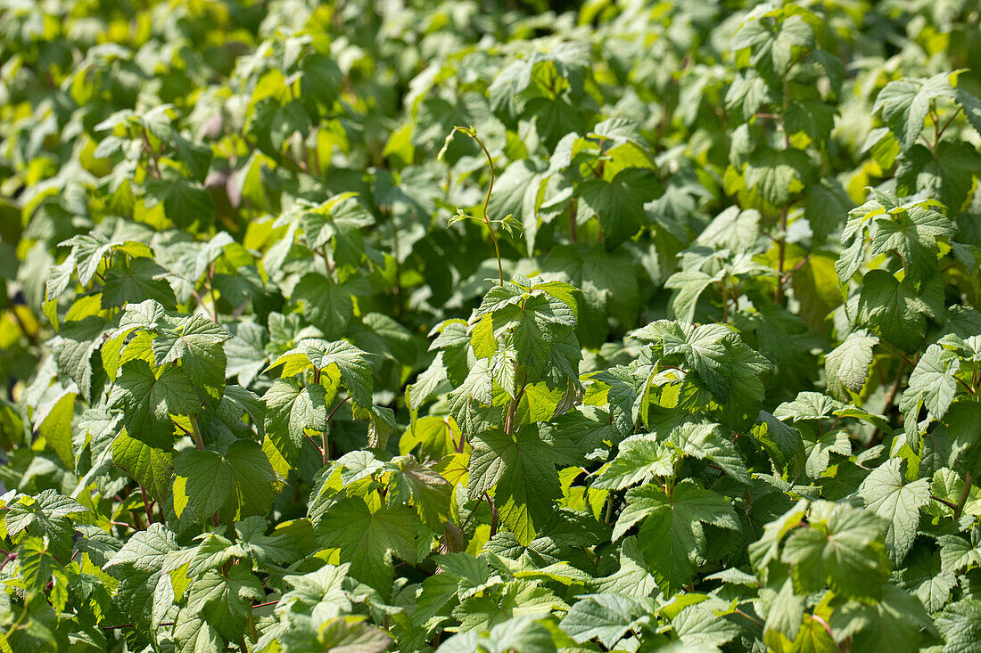 Ribes sanguineum