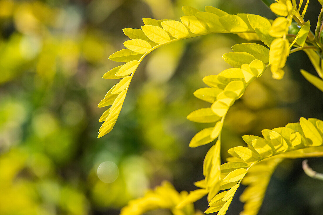 Gleditsia triacanthos 'Sunburst'