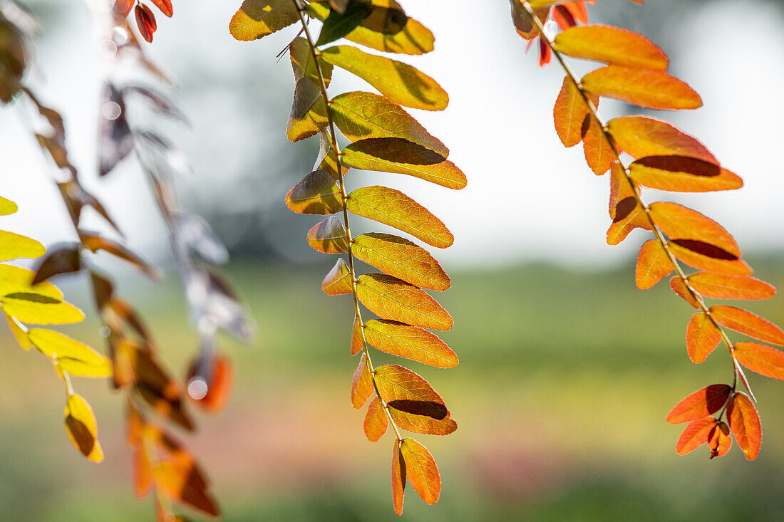 Gleditsia triacanthos 'Rubylace'