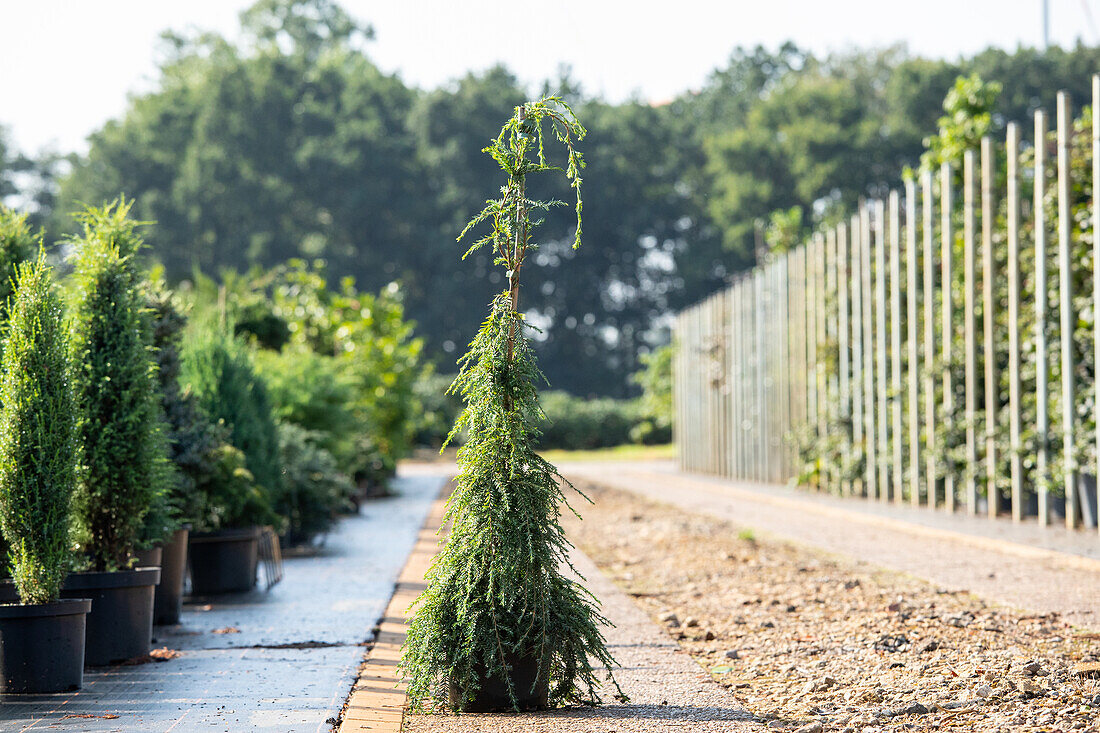 Tsuga canadensis 'Pendula'