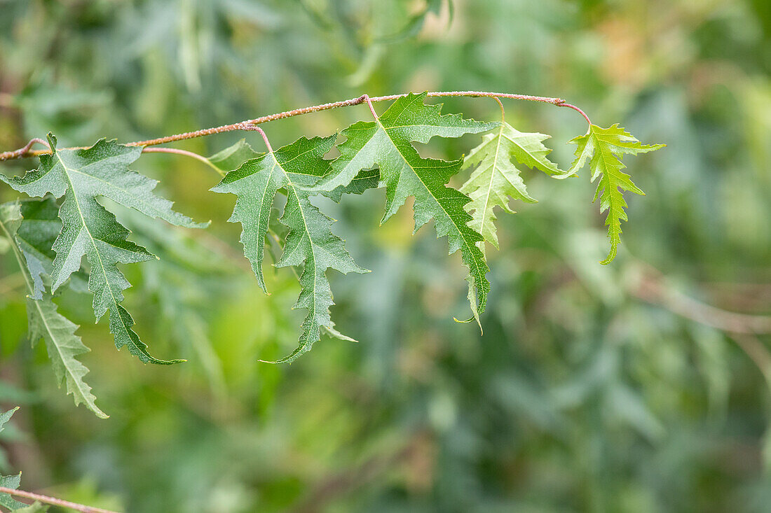 Betula pendula 'Crispa'