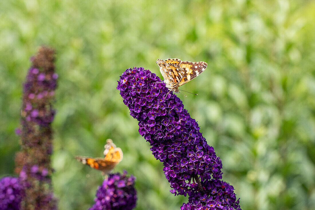 Buddleja davidii 'Black Knight'