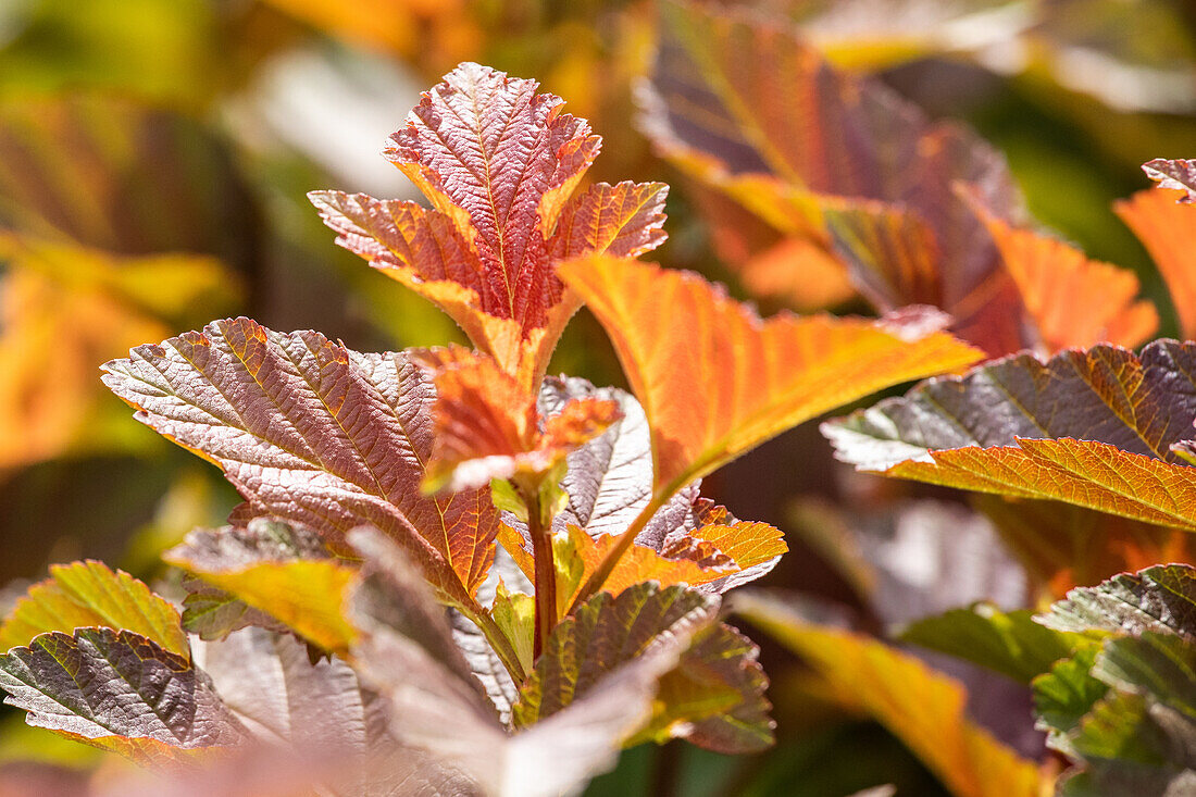 Physocarpus opulifolius 'Amber Jubilee'®