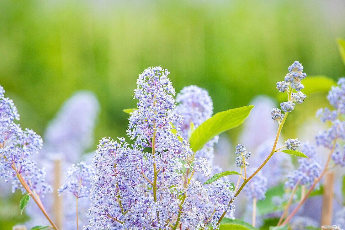 Ceanothus delilianus 'Gloire de Versailles'