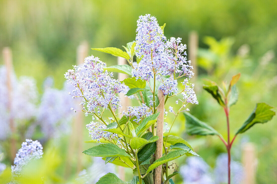 Ceanothus delilianus 'Gloire de Versailles'