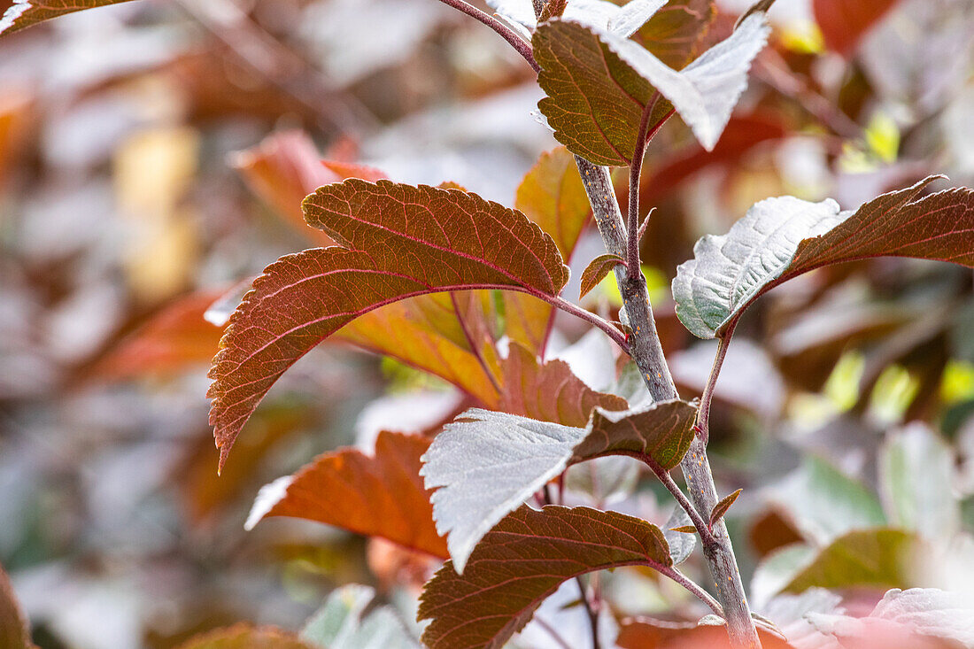 Malus sargentii 'Scarlett'