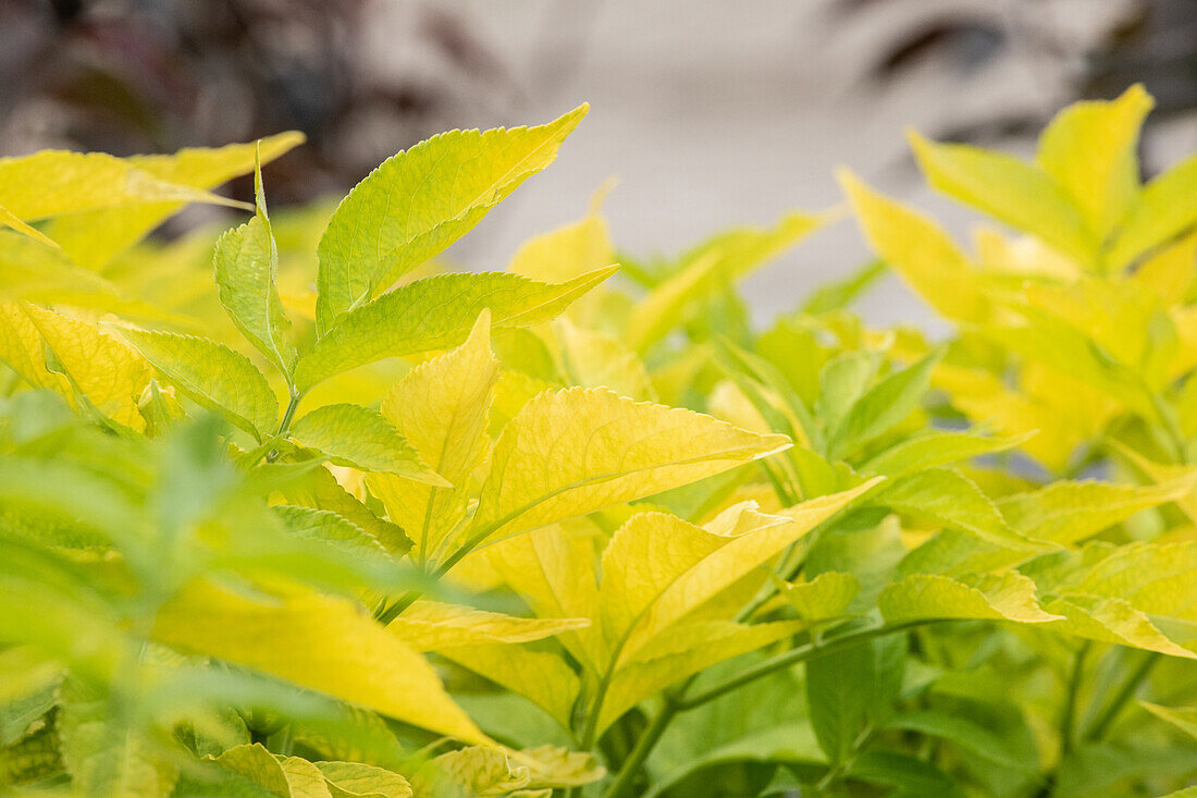 Sambucus canadensis 'Aurea'