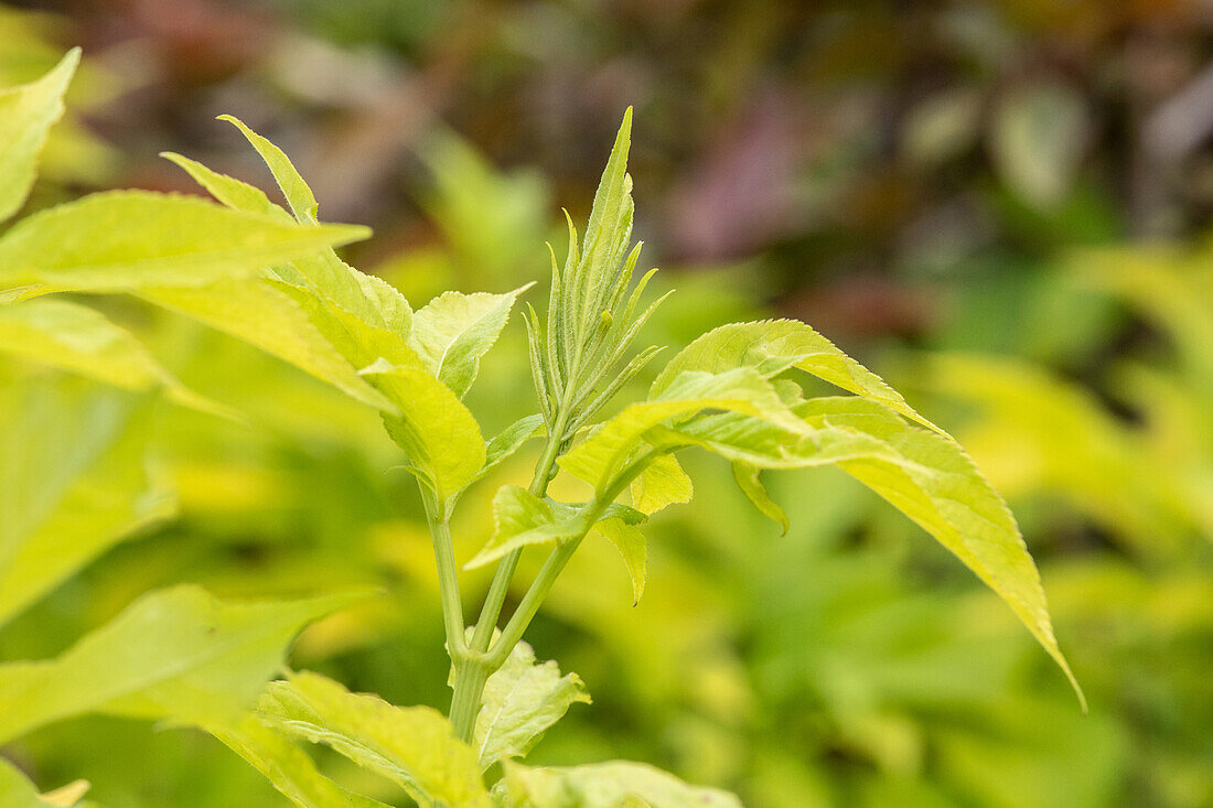Sambucus canadensis 'Aurea'