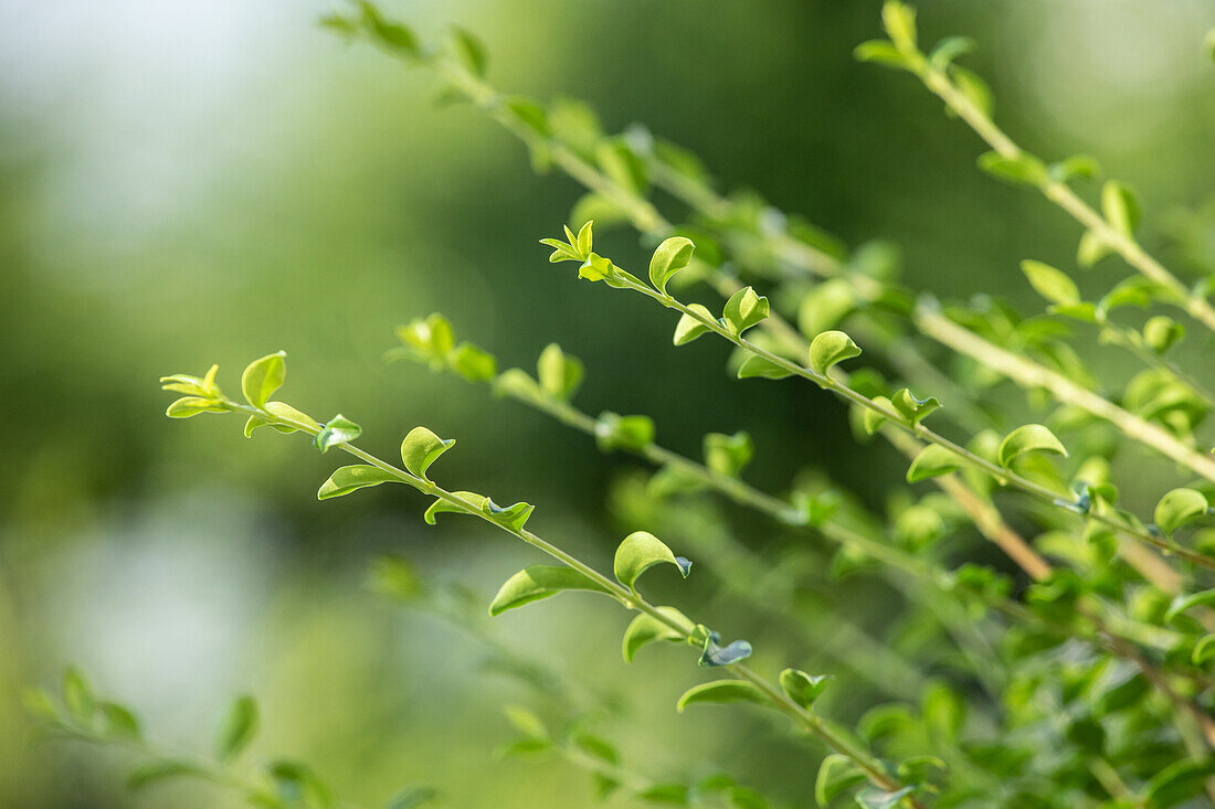 Ilex crenata