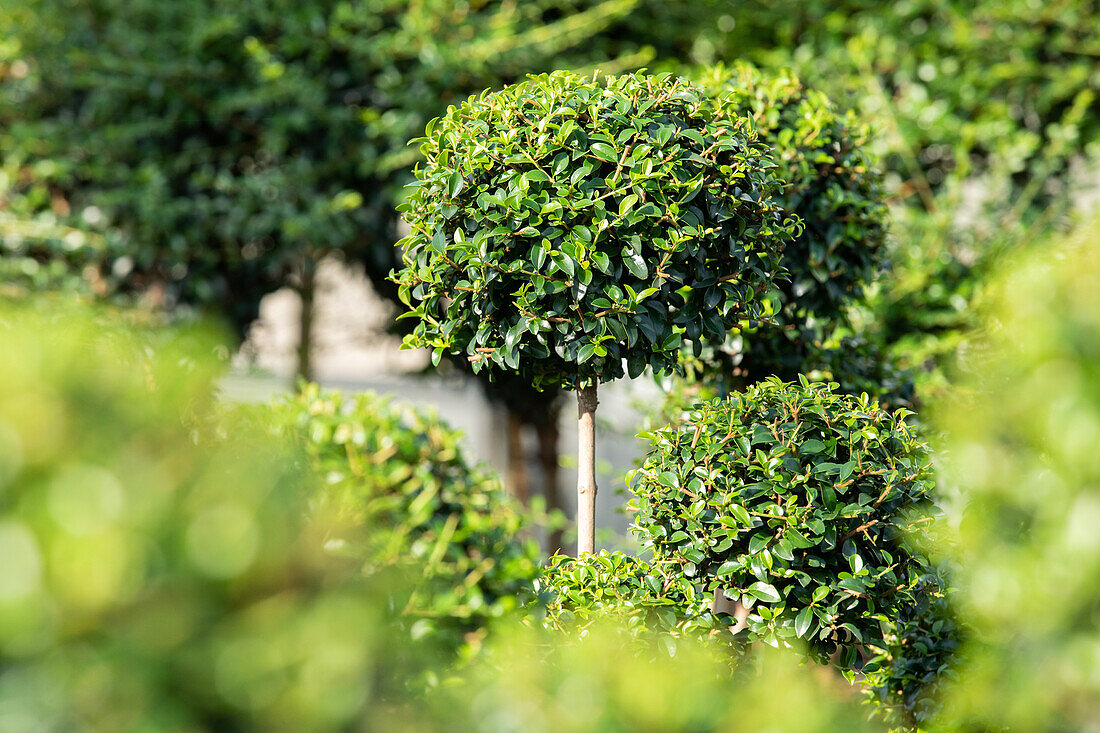 Ilex crenata 'Convexa', Stamm