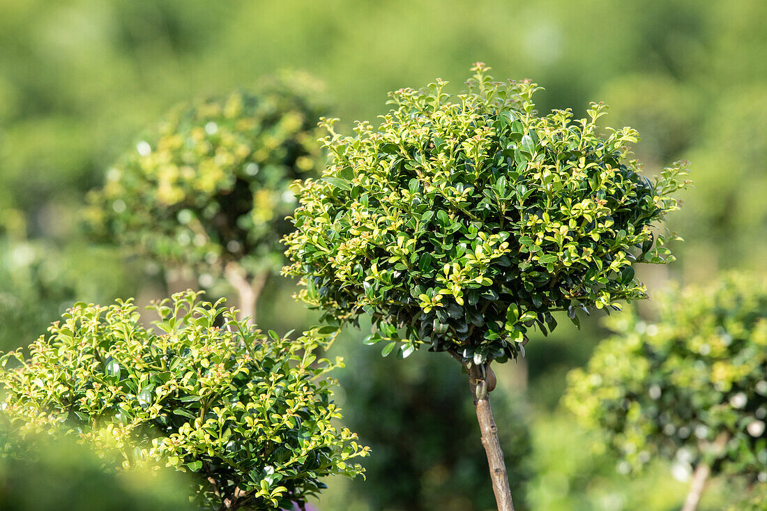 Ilex crenata 'Glorie Gem', Stamm