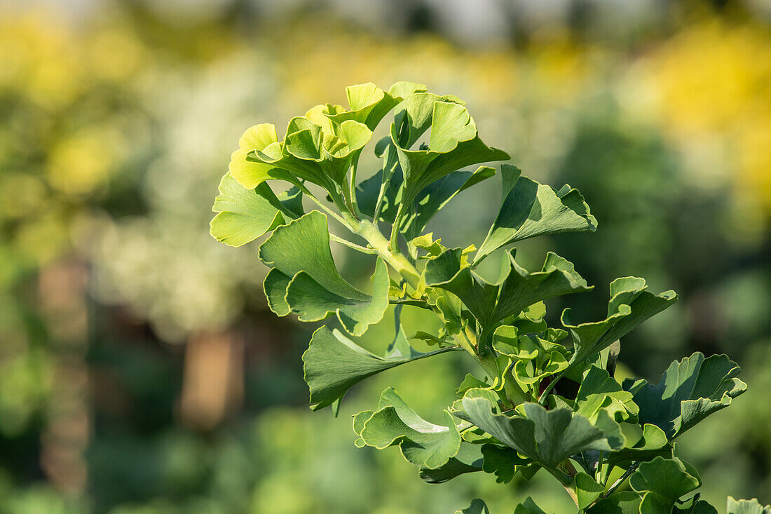 Ginkgo biloba 'Mariken'