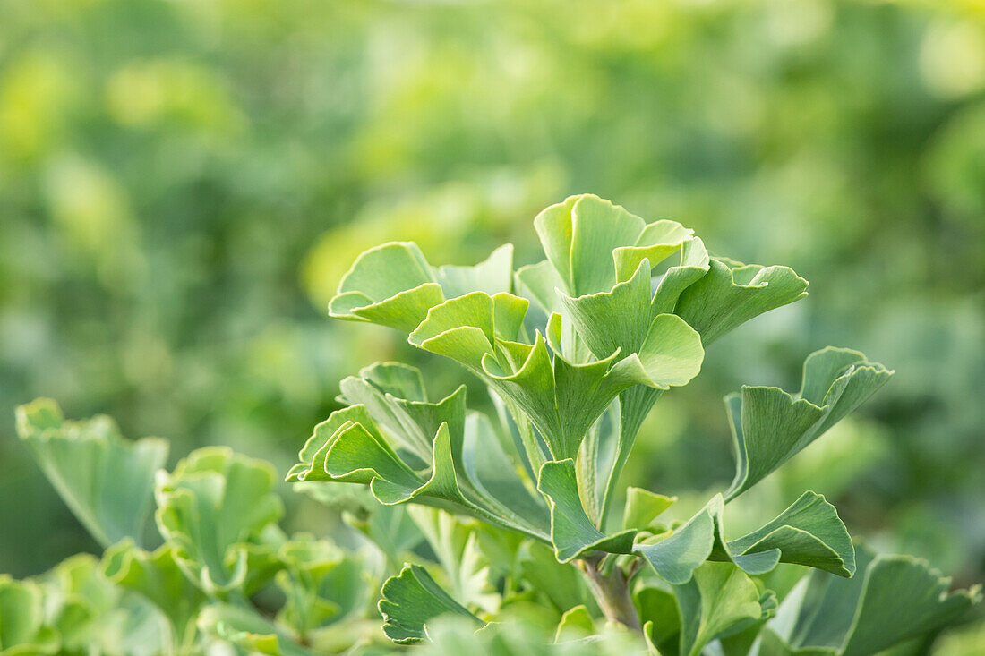 Ginkgo biloba 'Mariken'