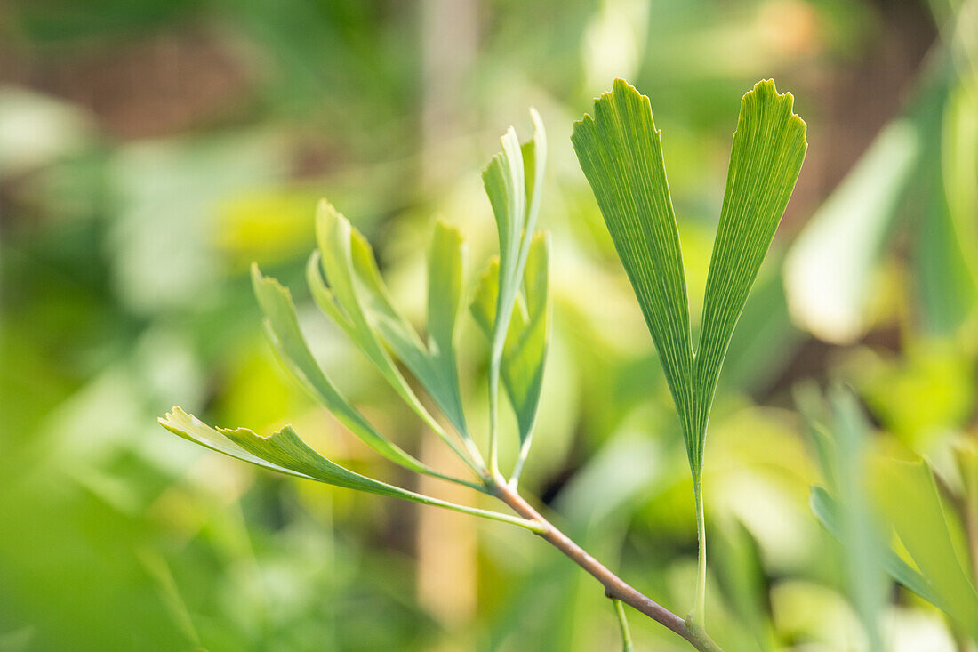 Ginkgo biloba 'Saratoga'