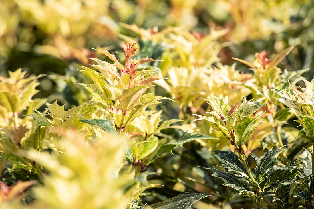 Osmanthus heterophyllus 'Goshiki'