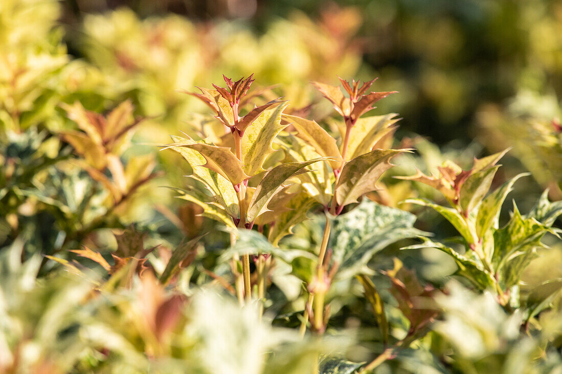 Osmanthus heterophyllus 'Goshiki'