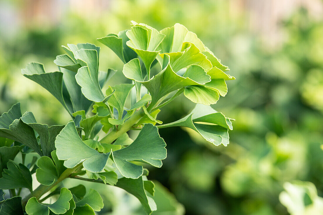 Ginkgo biloba 'Mariken'