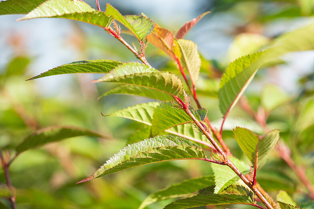 Prunus 'Okame'
